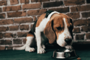 Homemade elimination outlet diet for dogs