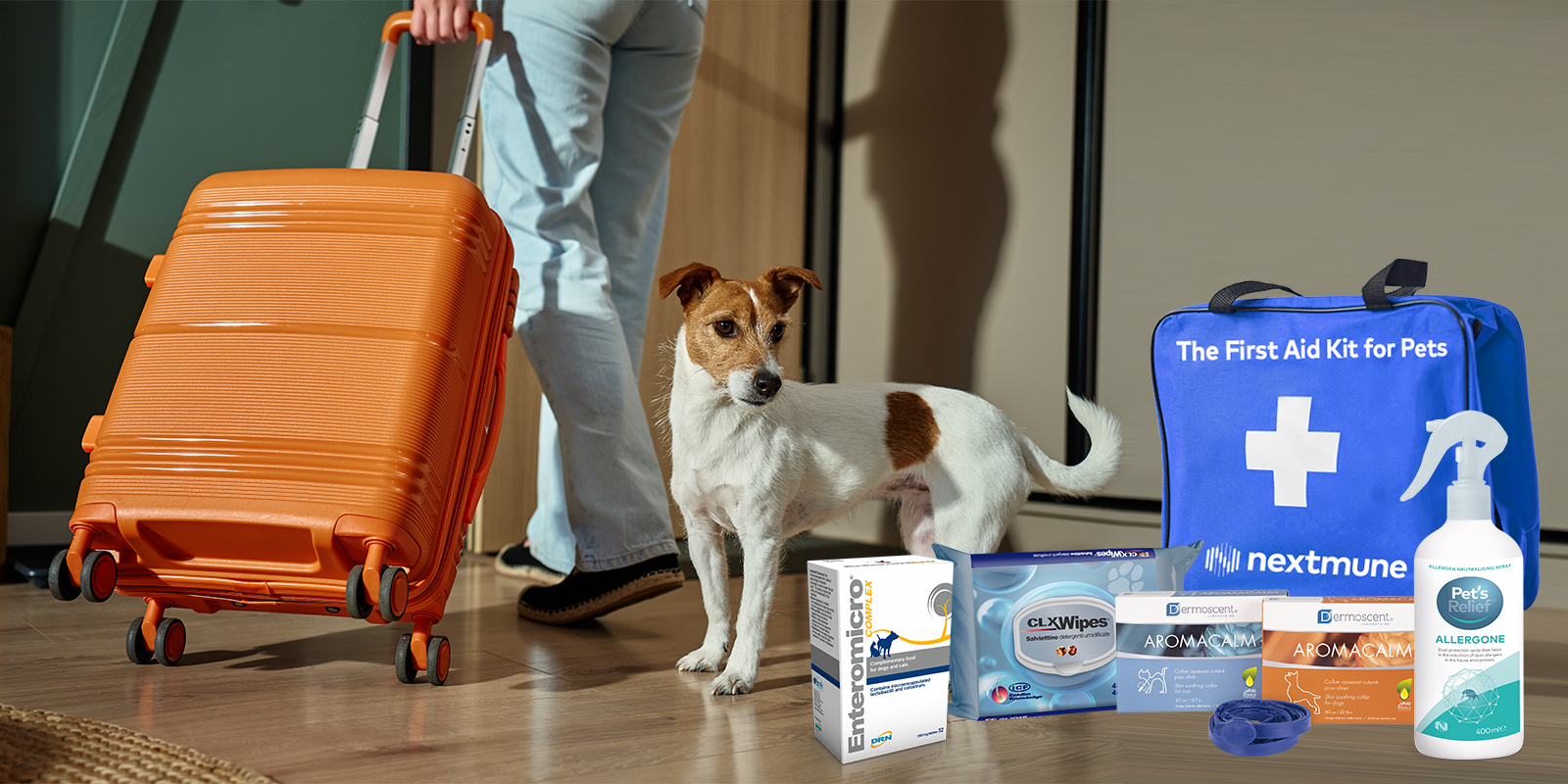 Jack Russell -terrieri sekä omistajan jalat ja matkalaukut. 