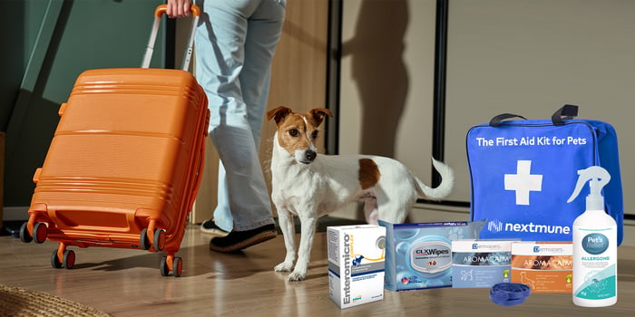 Jack Russel Terrier and legs of the owner and suitcases. 