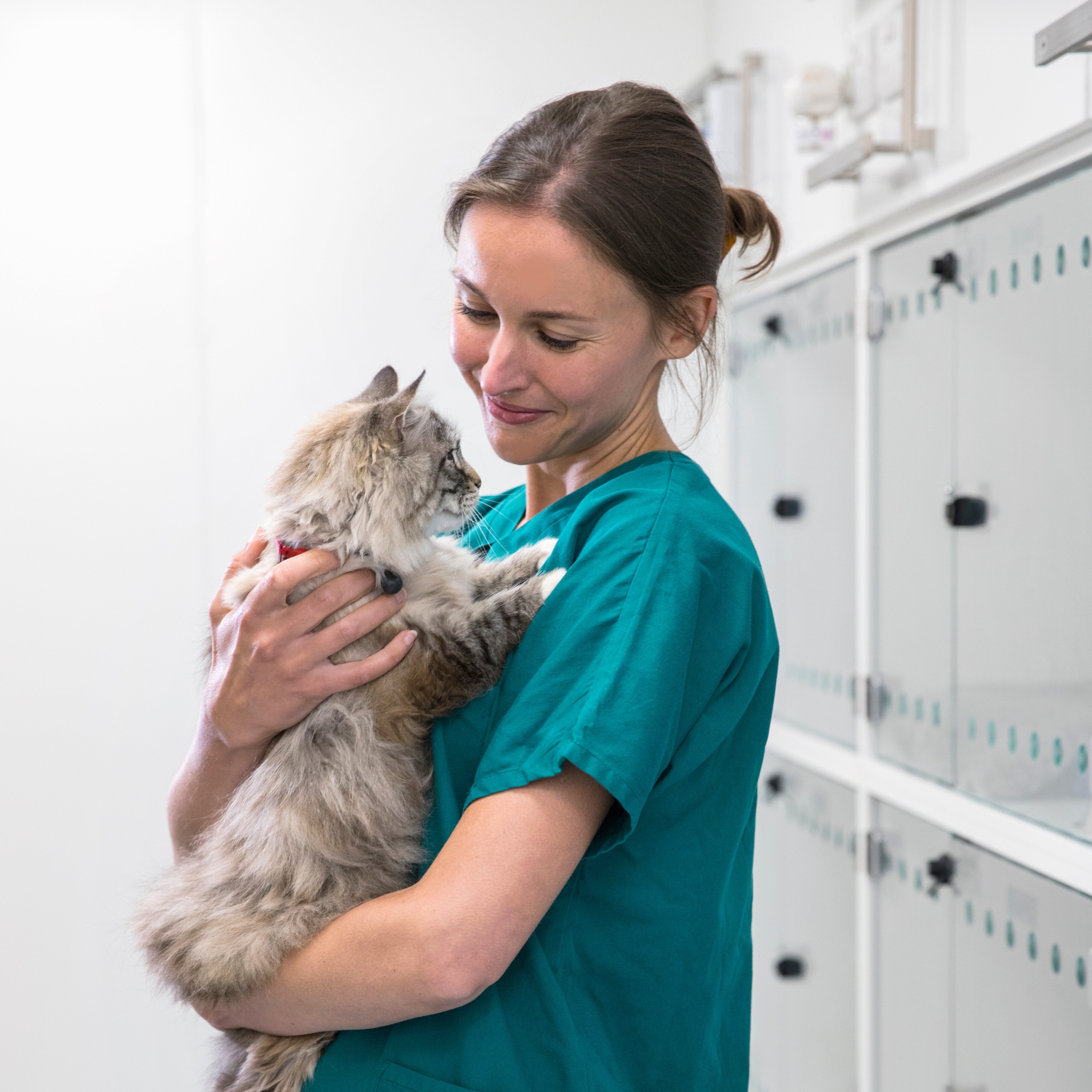 Veterinarian in scrubs holding a big cat