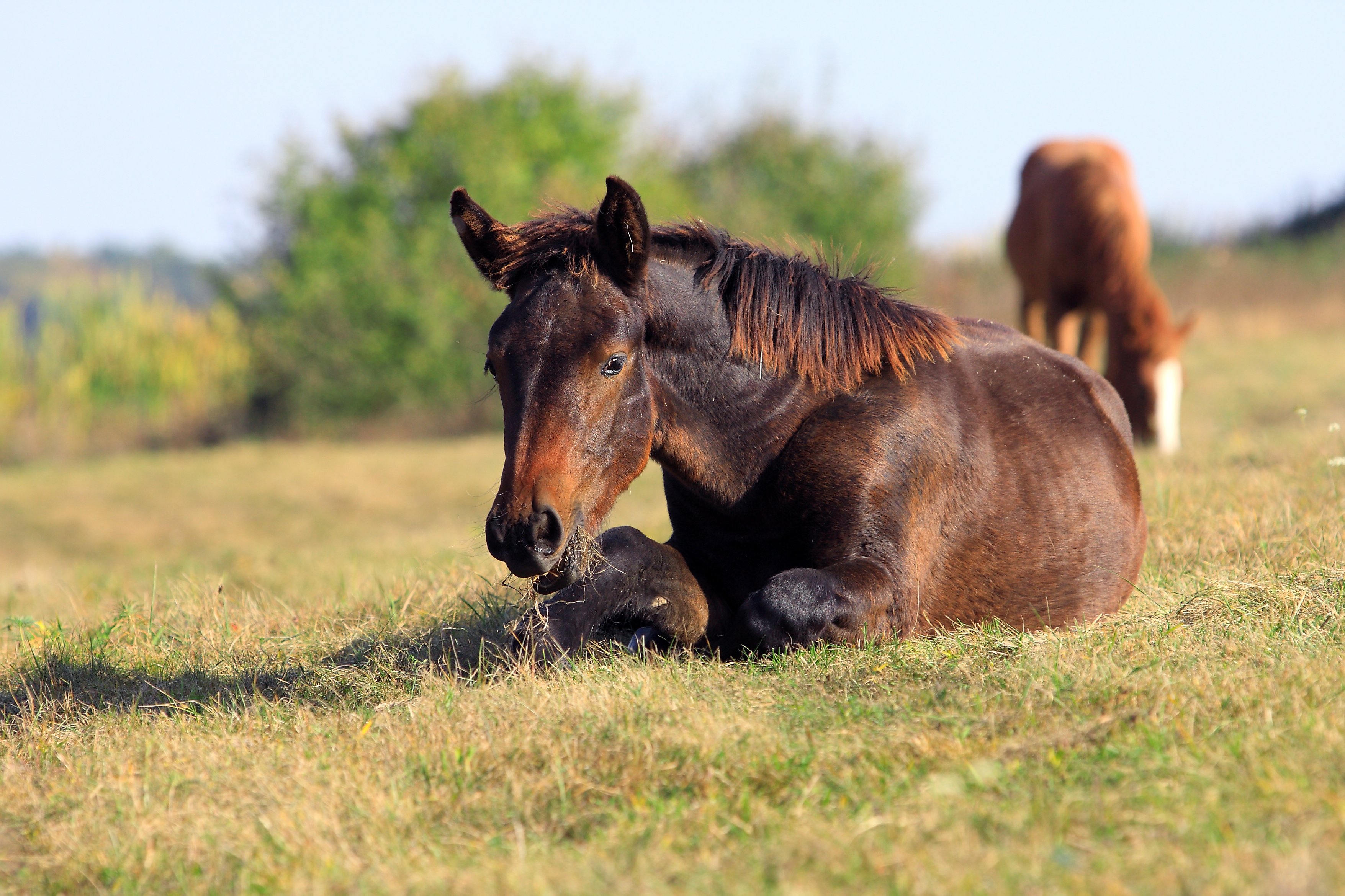 Hest ligger ned og spiser græs.