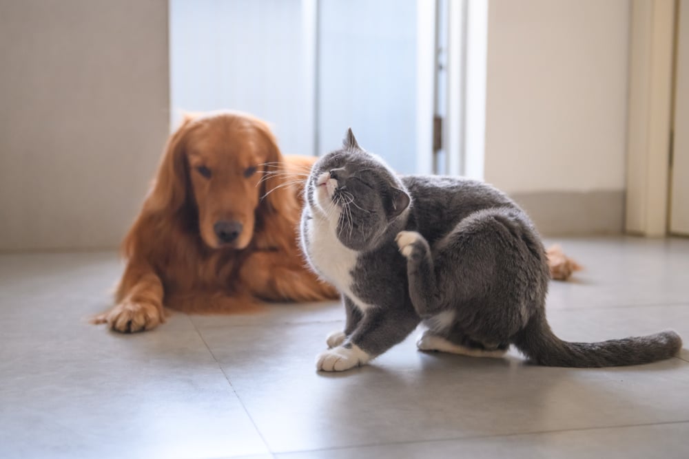 Chat gris faisant ses griffes avec un golden retreiver en arrière-plan