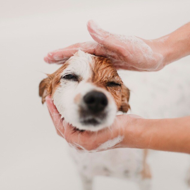 Dog being bathed