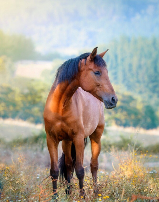 Brun hest i en blomstereng