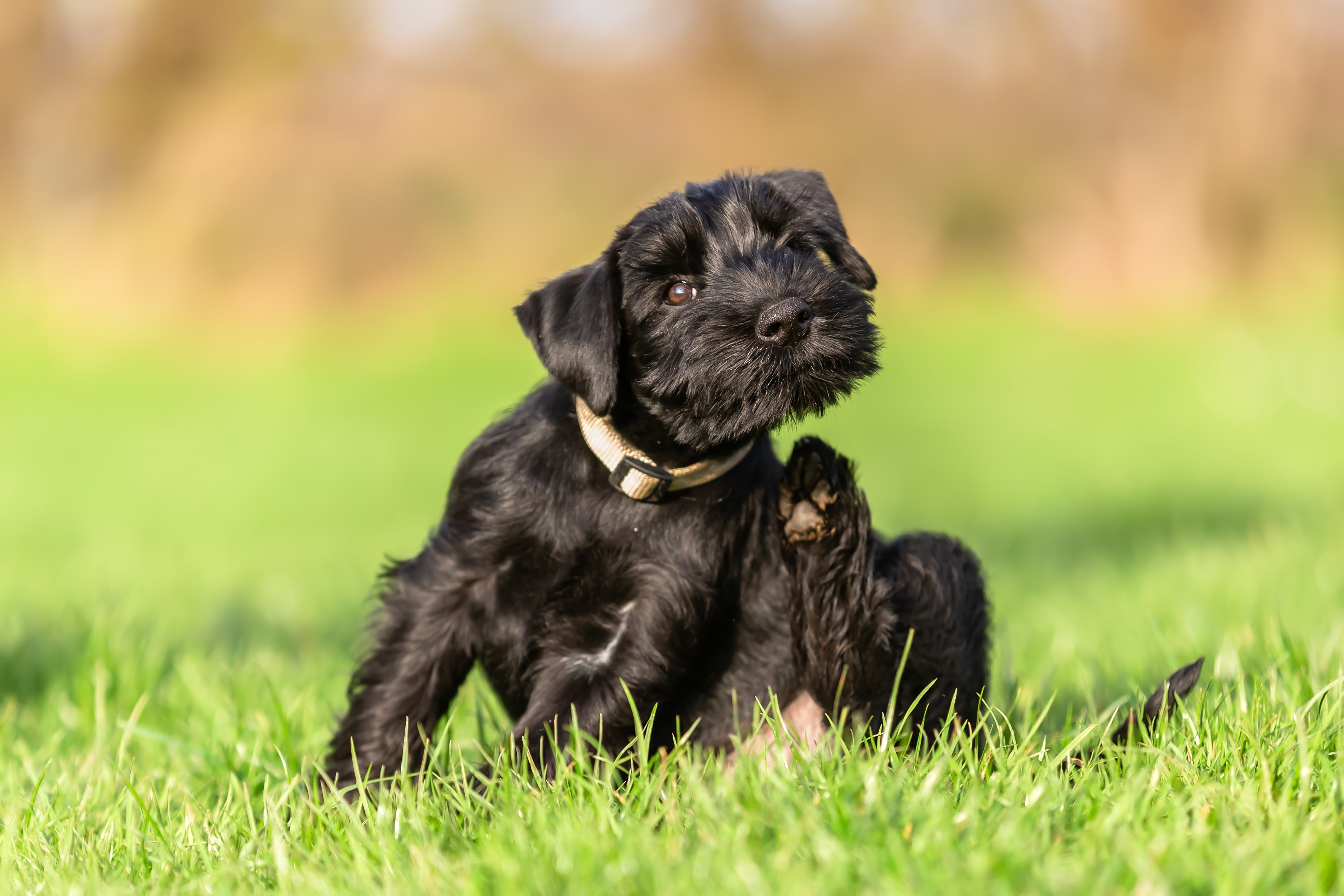 Black terrier scratching on lawn
