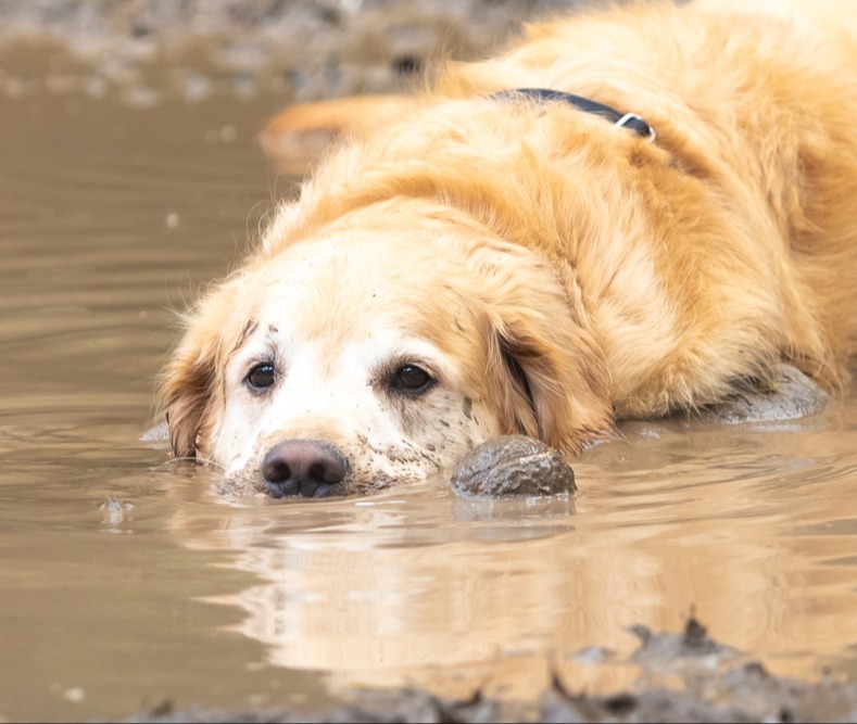 Golden retriever cooling off in a mud puddle