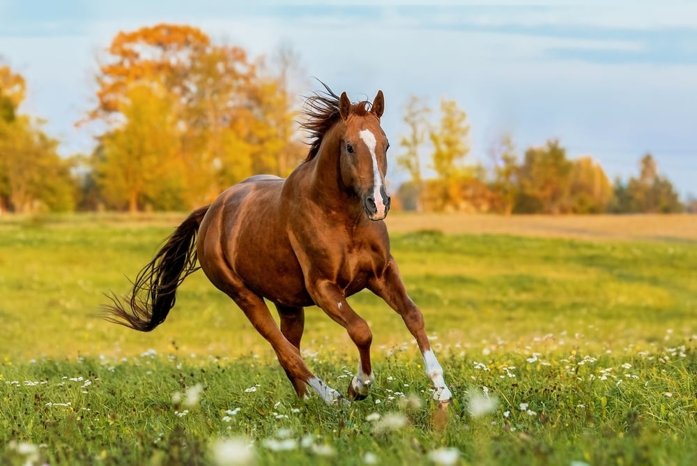 Hest løper på enga om høsten.