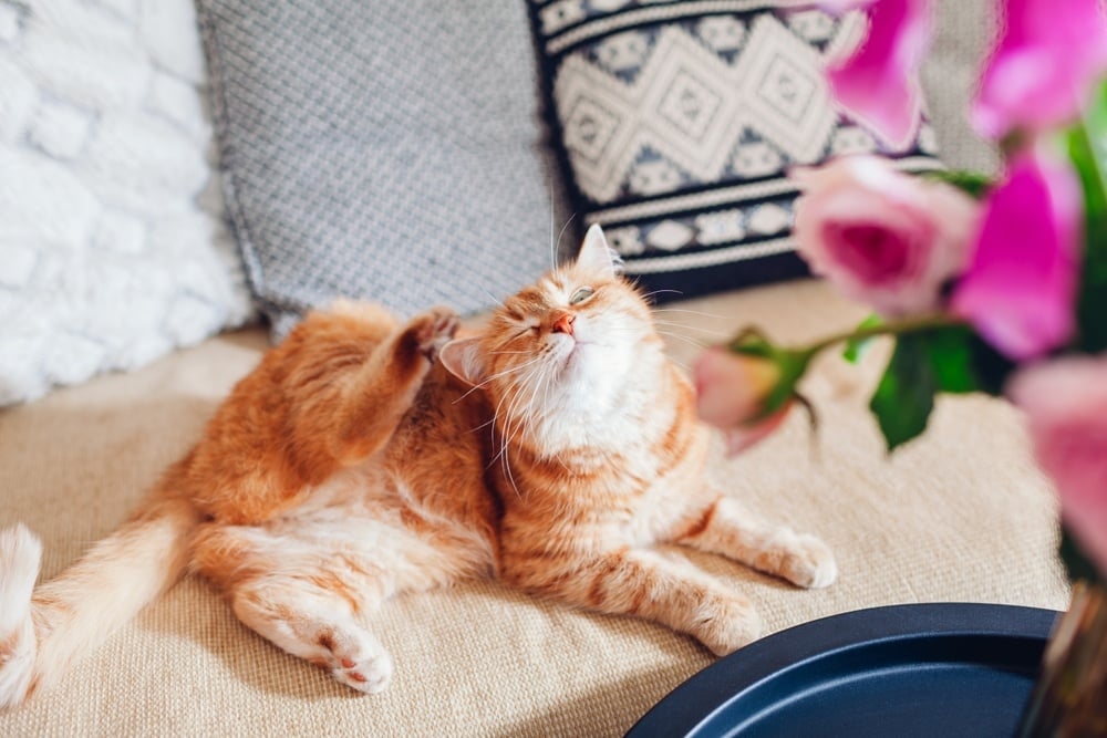 Chat qui se gratte sur le canapé