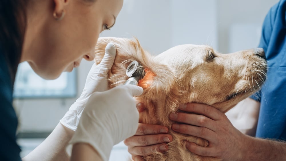 Dog getting it's ear checked out