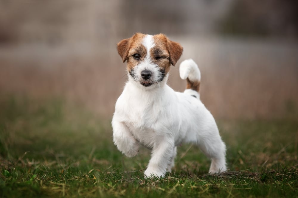 Jack Russell Terrier-valp blunker til kameraet
