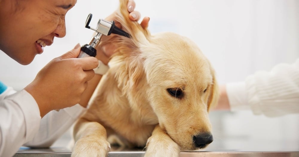 Een dierenarts onderzoekt het oor van een hond met een otoscoop.