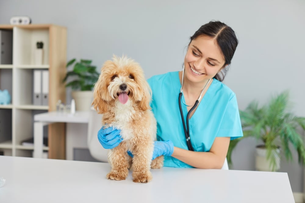 Dierenarts-specialist onderzoekt een schattige, kleine, harige Maltipoo of Cavapoo