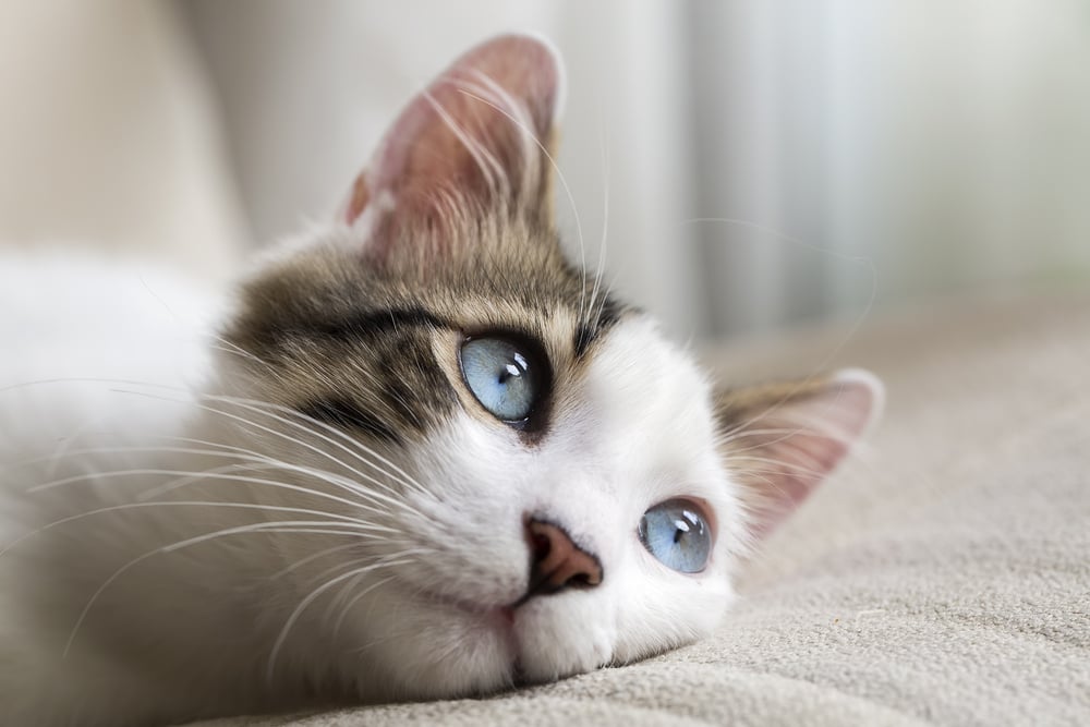 Cat with ice blue eyes