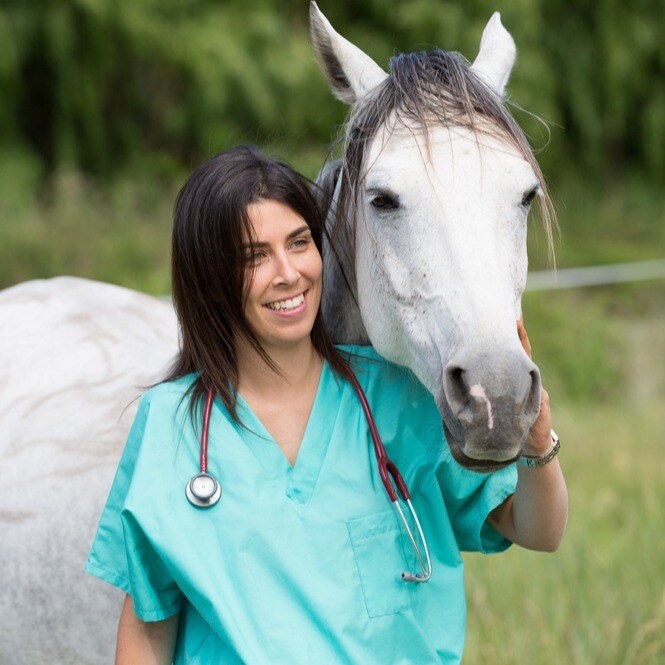 Cheval blanc et vétérinaire en blouse