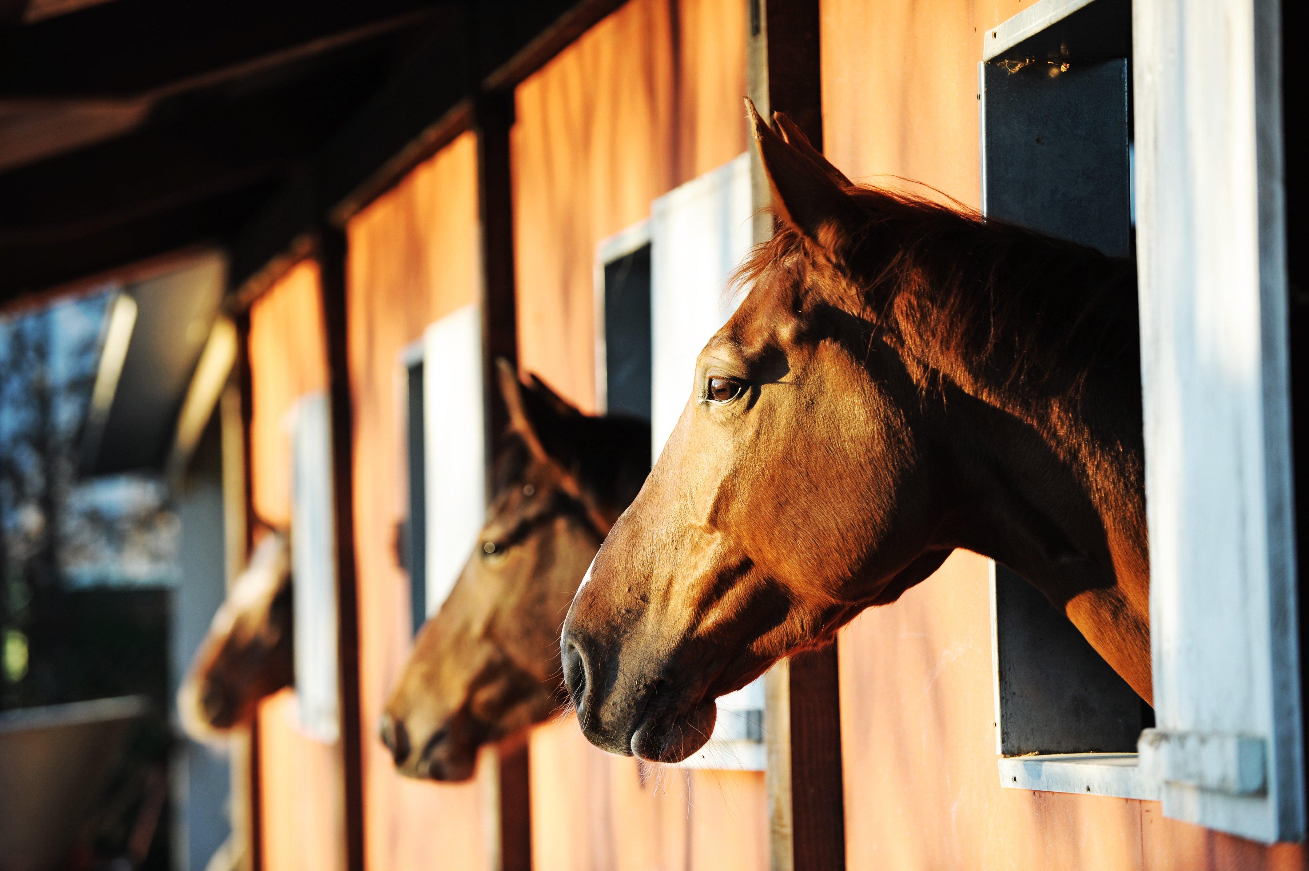 Horses with the head outside of the stable