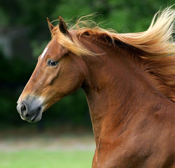 hud og pels hest