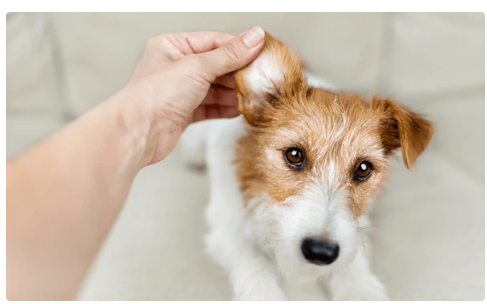 Jack Russell Terrier getting its ear checked out while looking into the camera