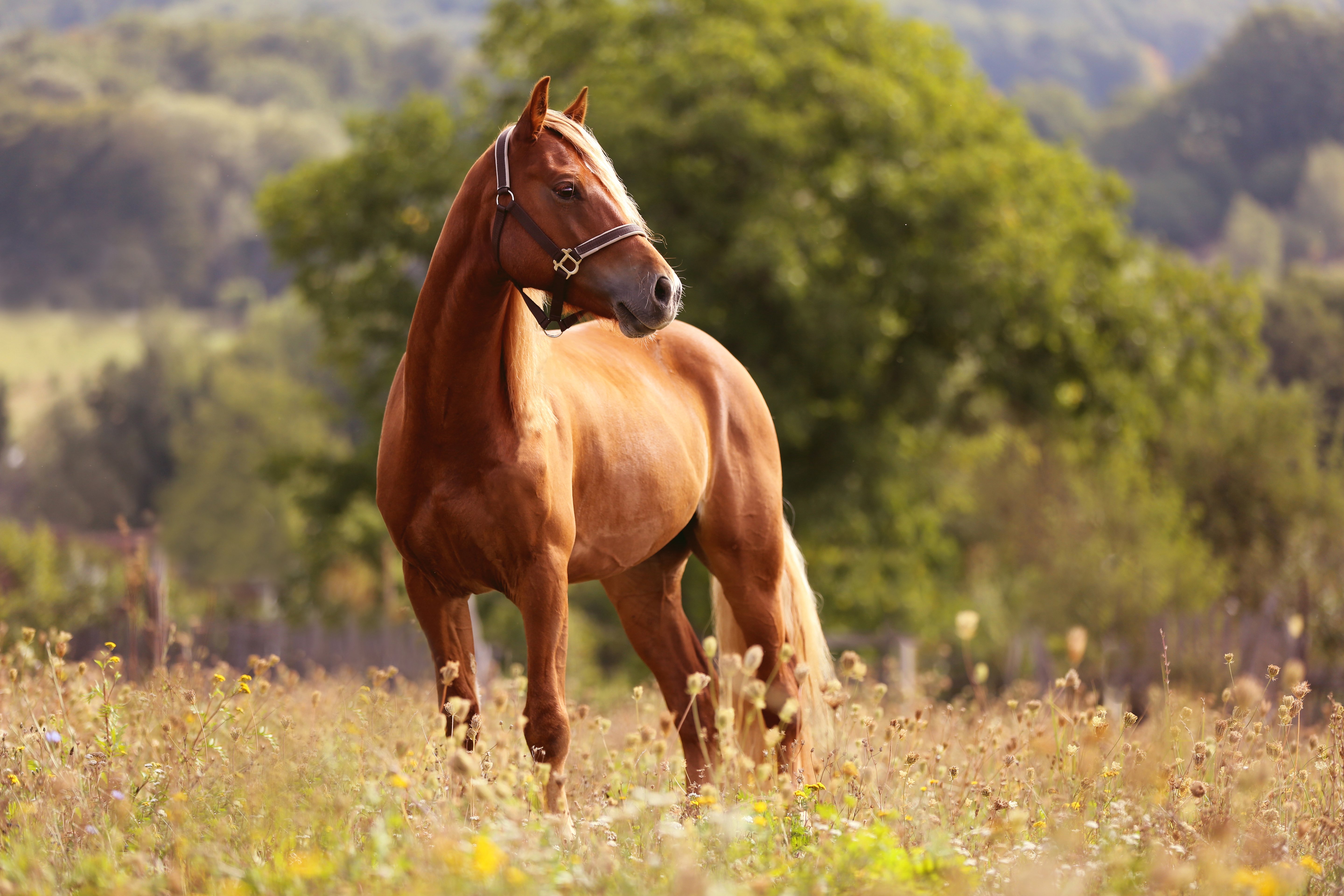 Hest på marken