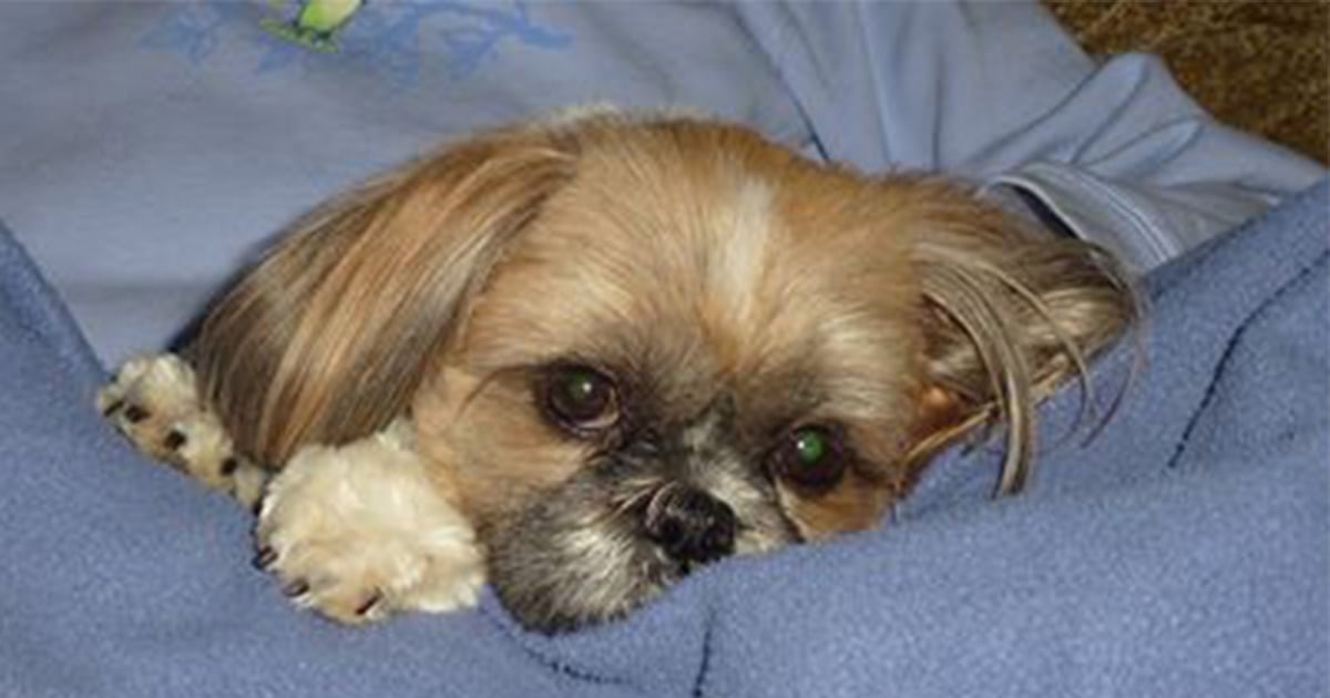 Shih Tzu dog