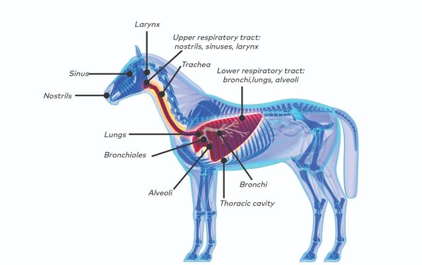 Equine Results Booklet 2020-2021_bloodhound8