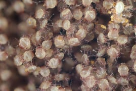 Farinae mite_788935981