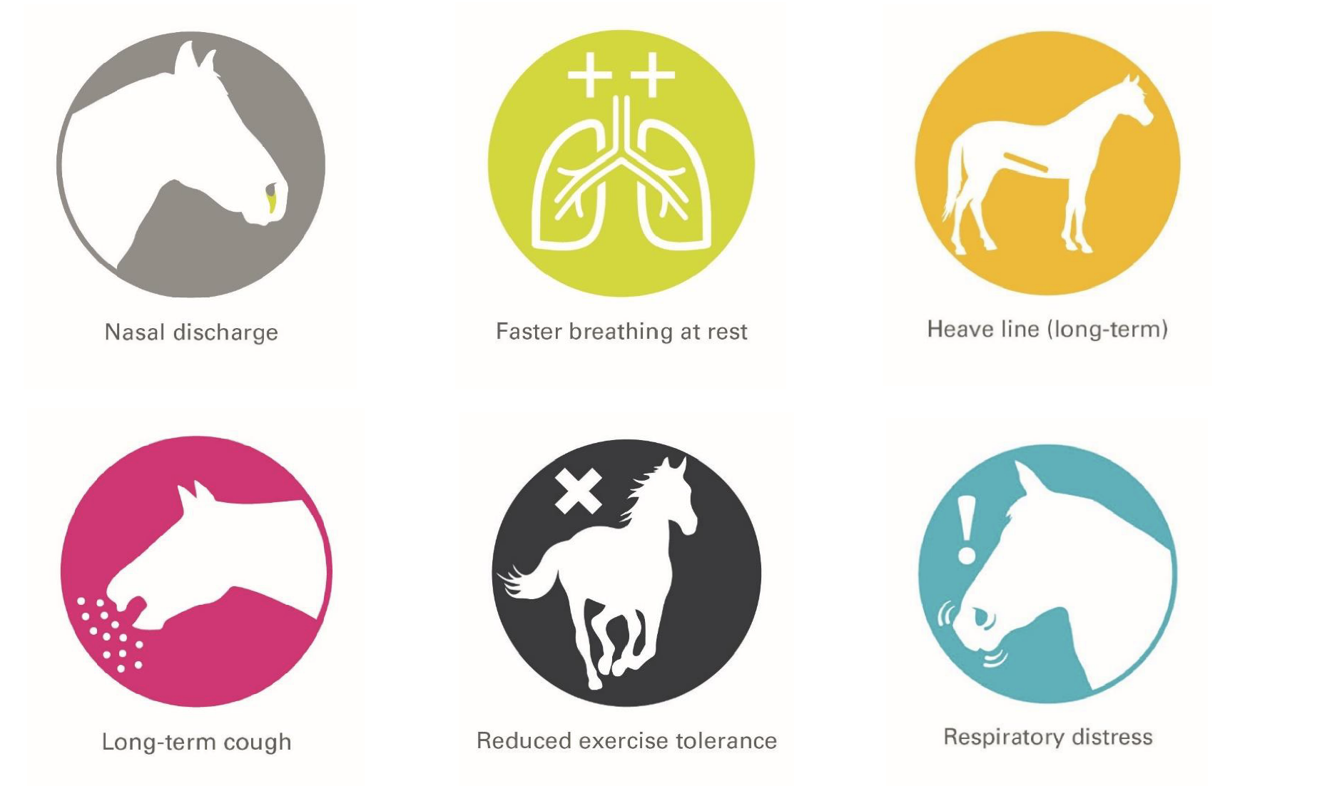 Horse-allergy