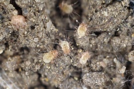 House dust mite_788936059