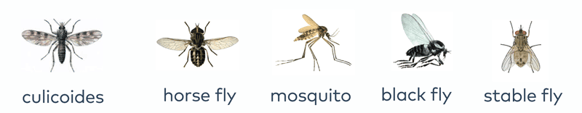 IBH-bugs-line