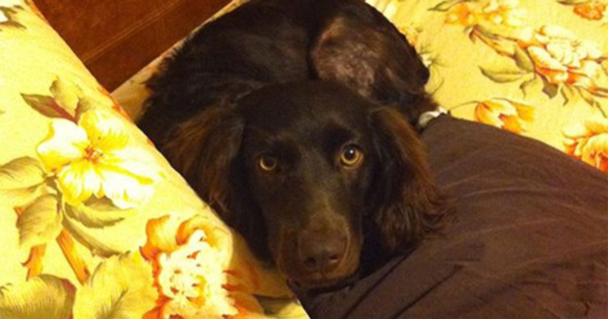 cocker-spaniel-dog