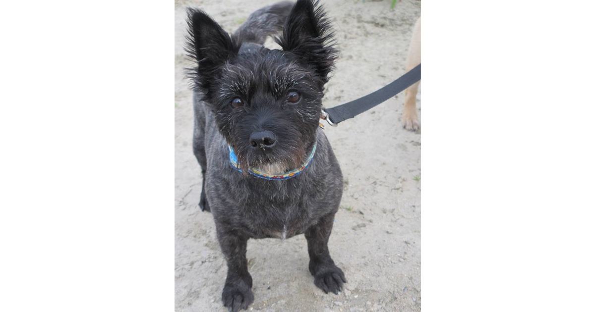 terrier-dog