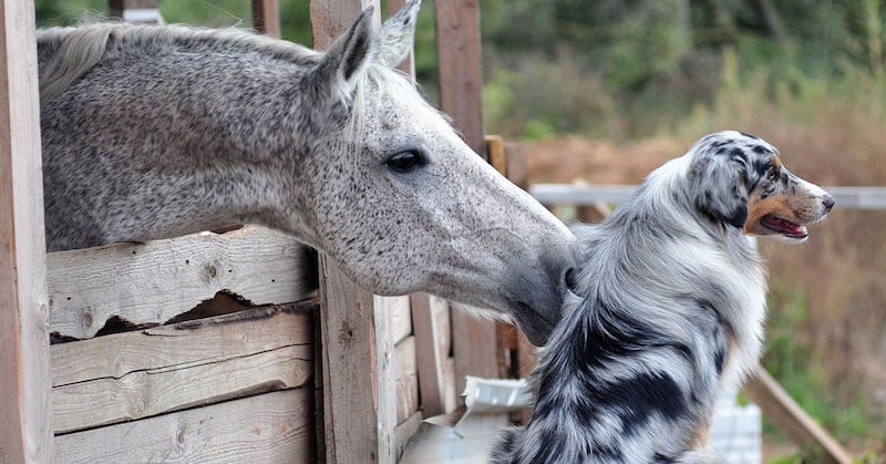 dog-&-horse-1200x628-1
