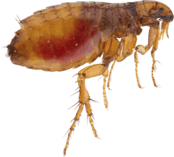 flea_PNG20