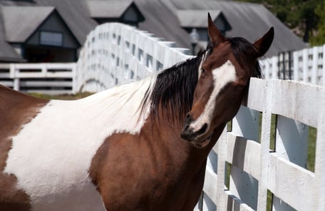 itchy-horse