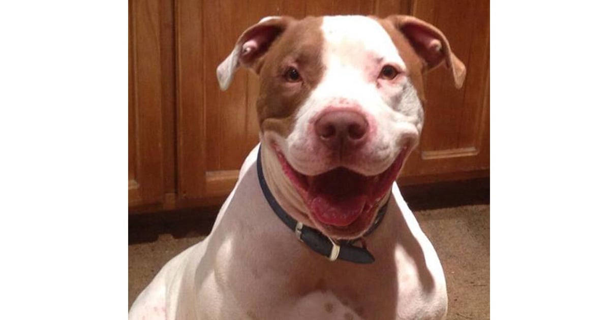 pitbull dog