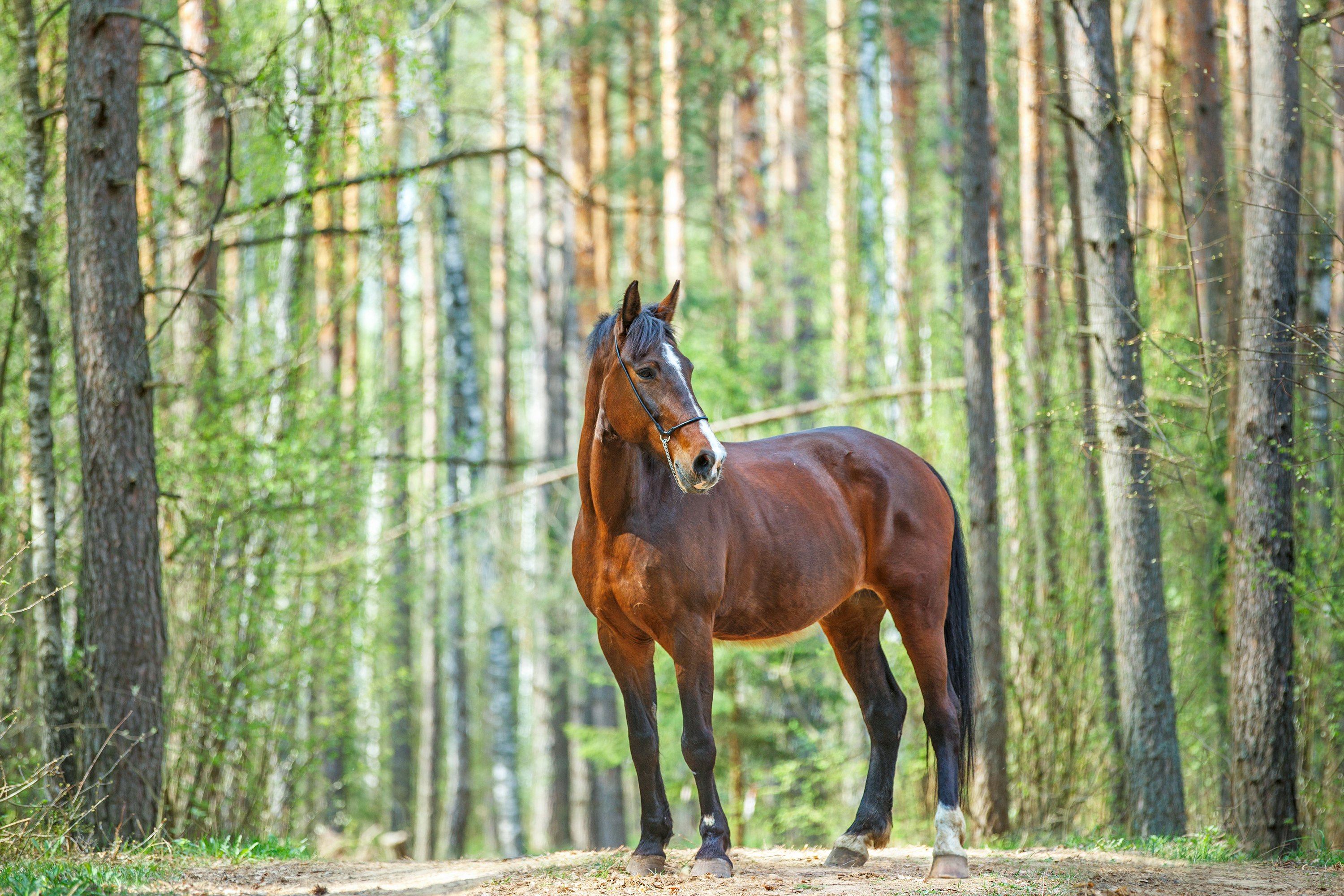 shutterstock_273716981