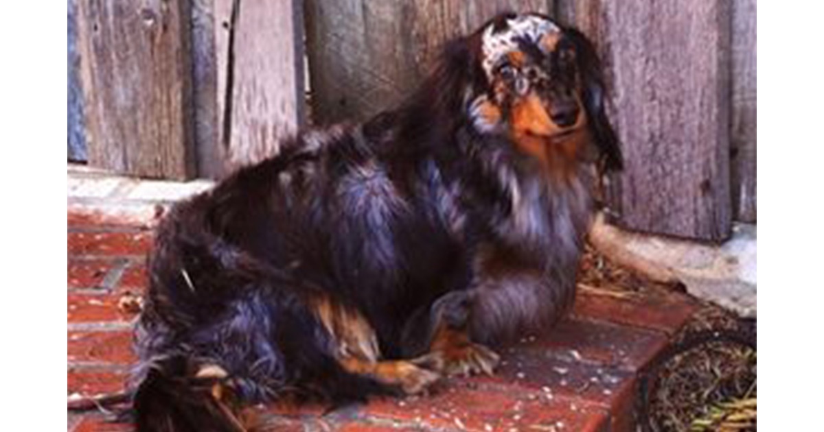dachshund-dog