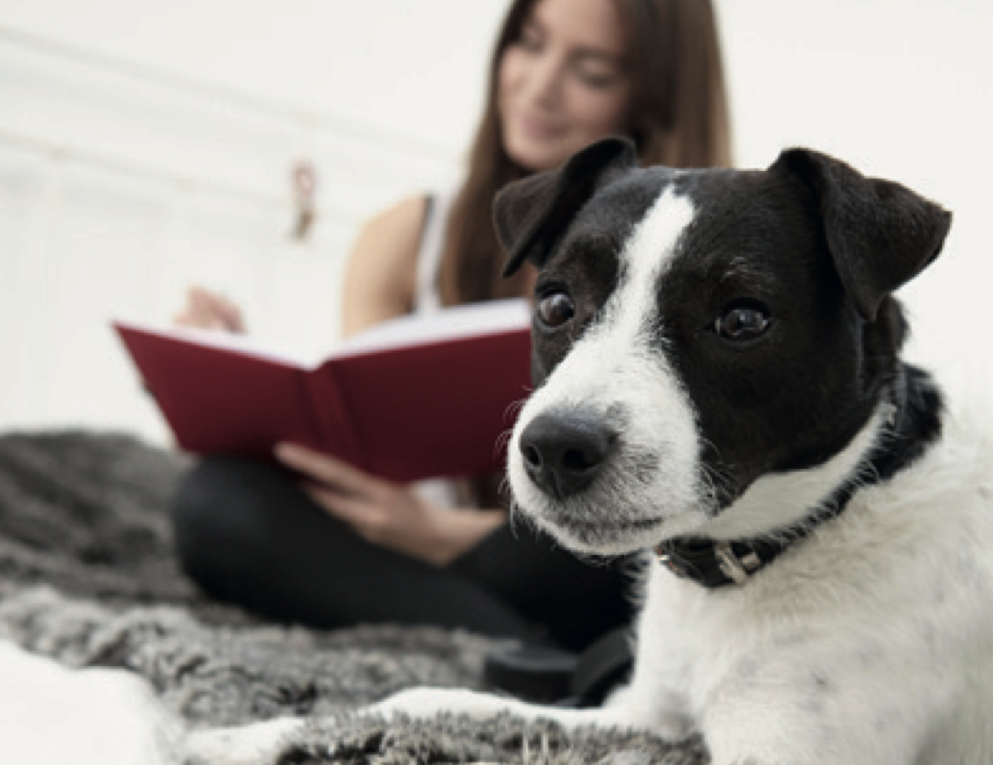 NEX003 - Artuvetrin Diary Pet