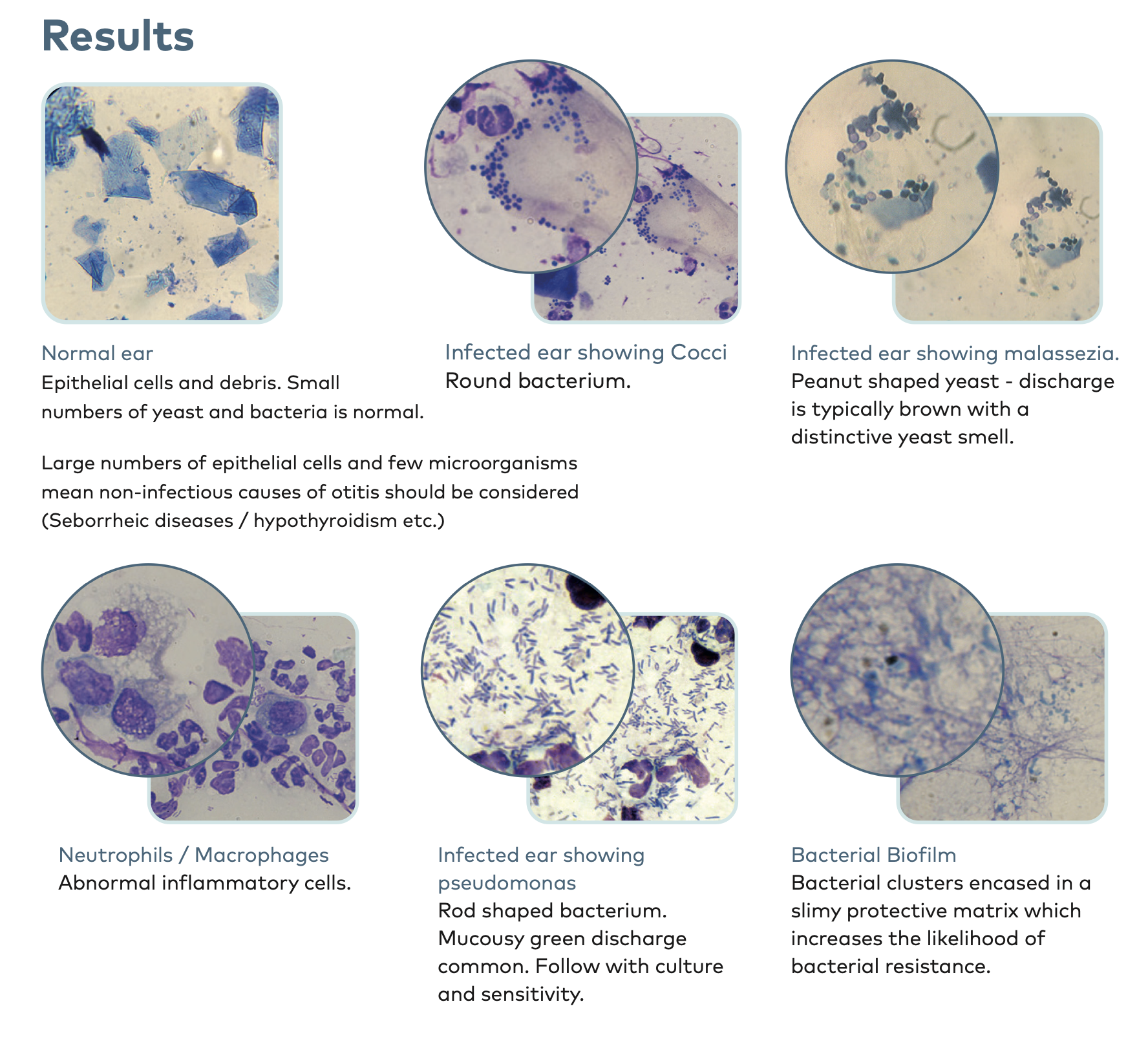 NEX019 - Cytology Wall Charts (A3)