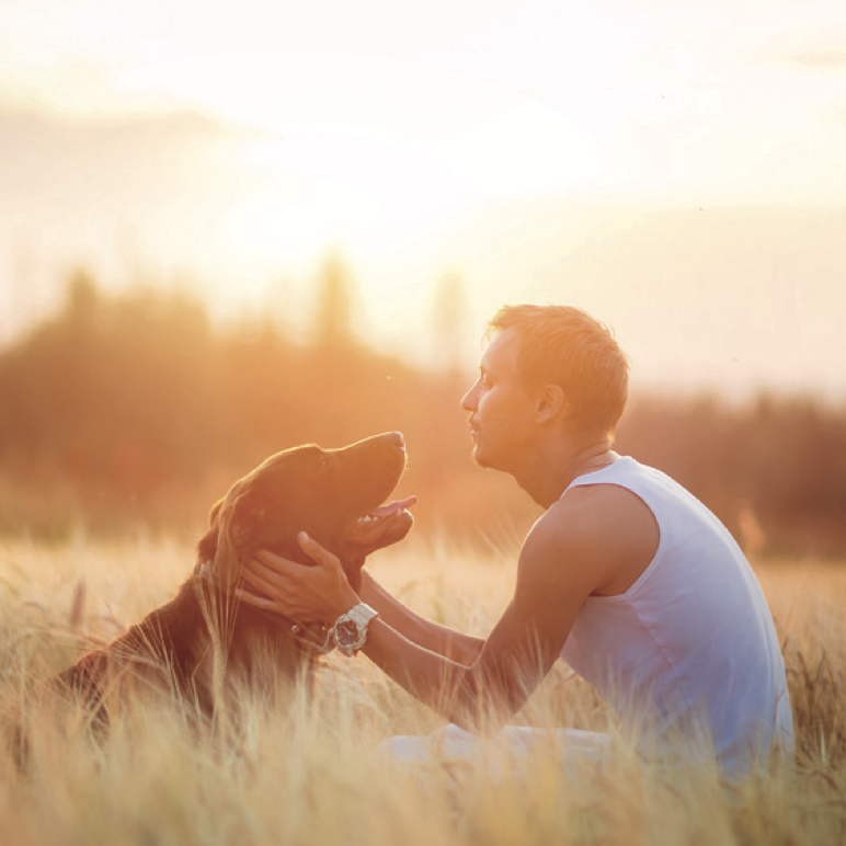 NEX037 - Canine Allergy Journey