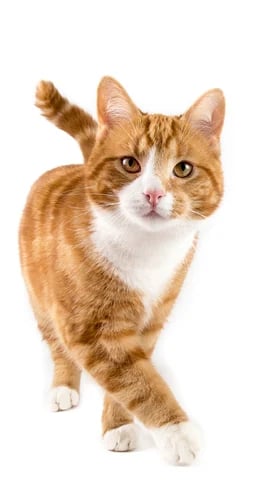 cat-enteromicro-506x999px cat-enteromicro-506x999px