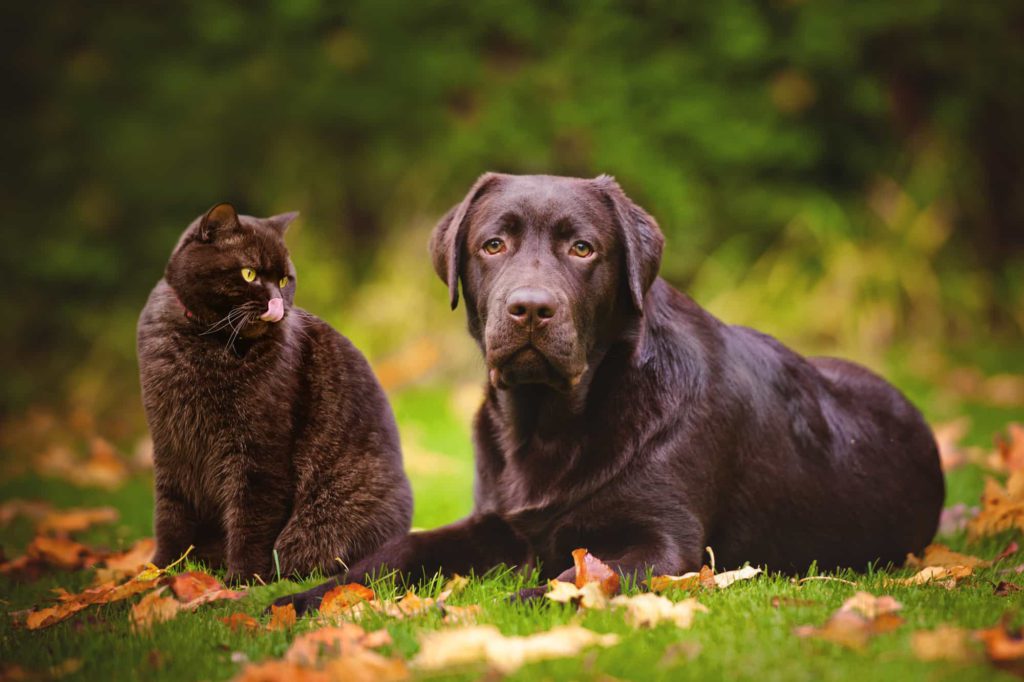 dog-cat-park