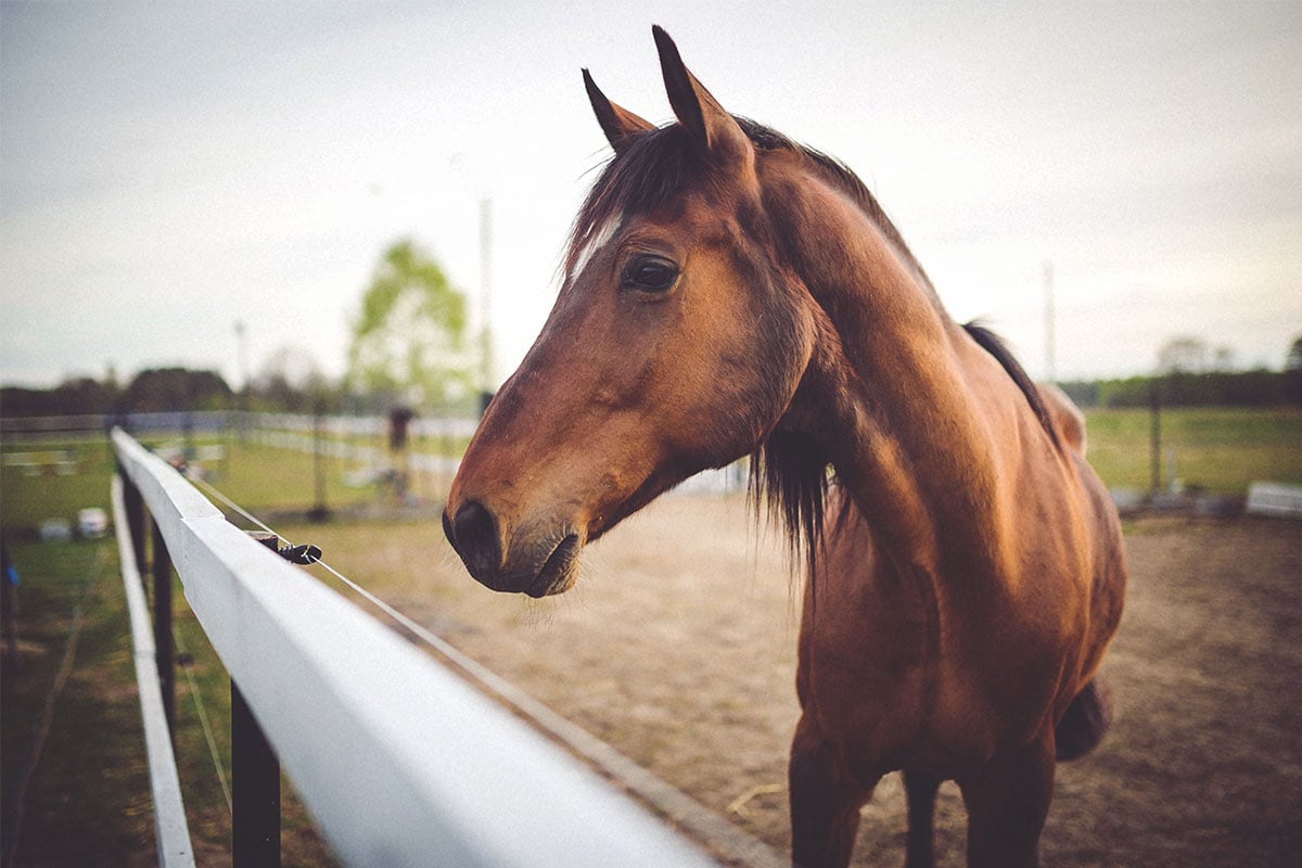 horse risk