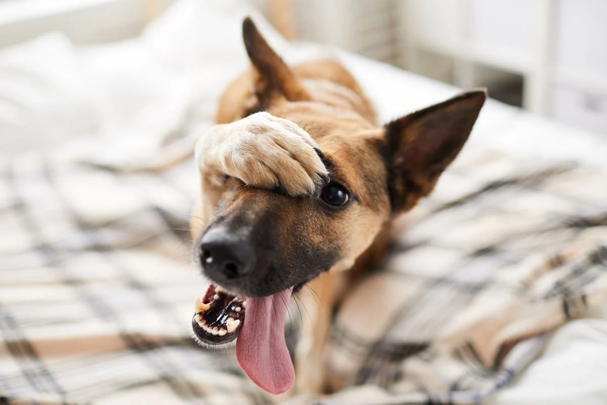 funny-dog