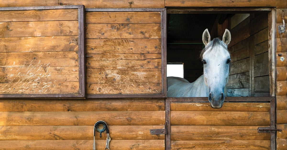 horse-1200x628