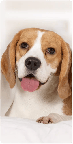 how does allergone help my pet how does allergone help my pet