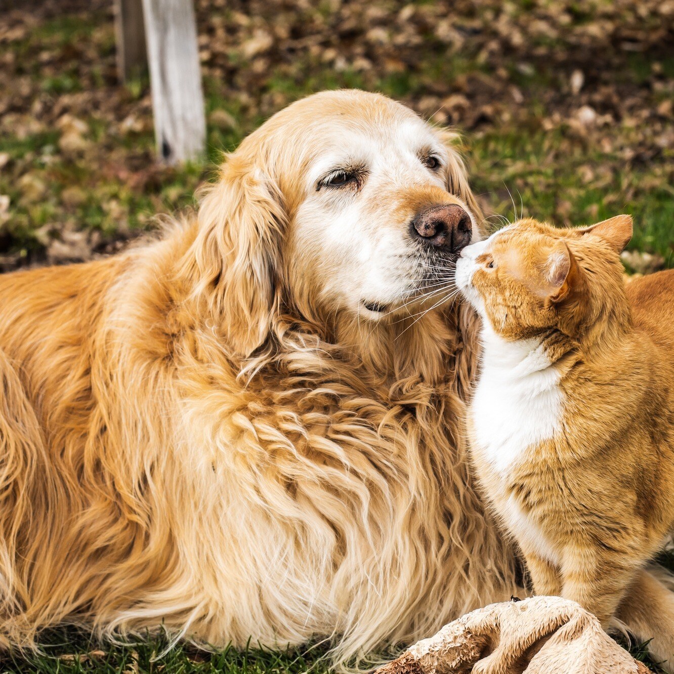 Un vieux golden retriever et un chat orange se reniflant l'un l'autre