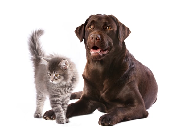 shutterstock_132870617