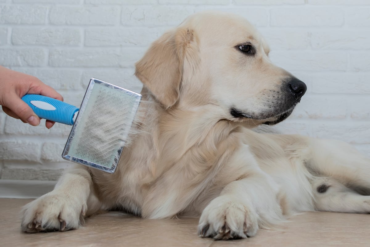 Consejos para gestionar el cambio estacional de pelaje en perros y gatos