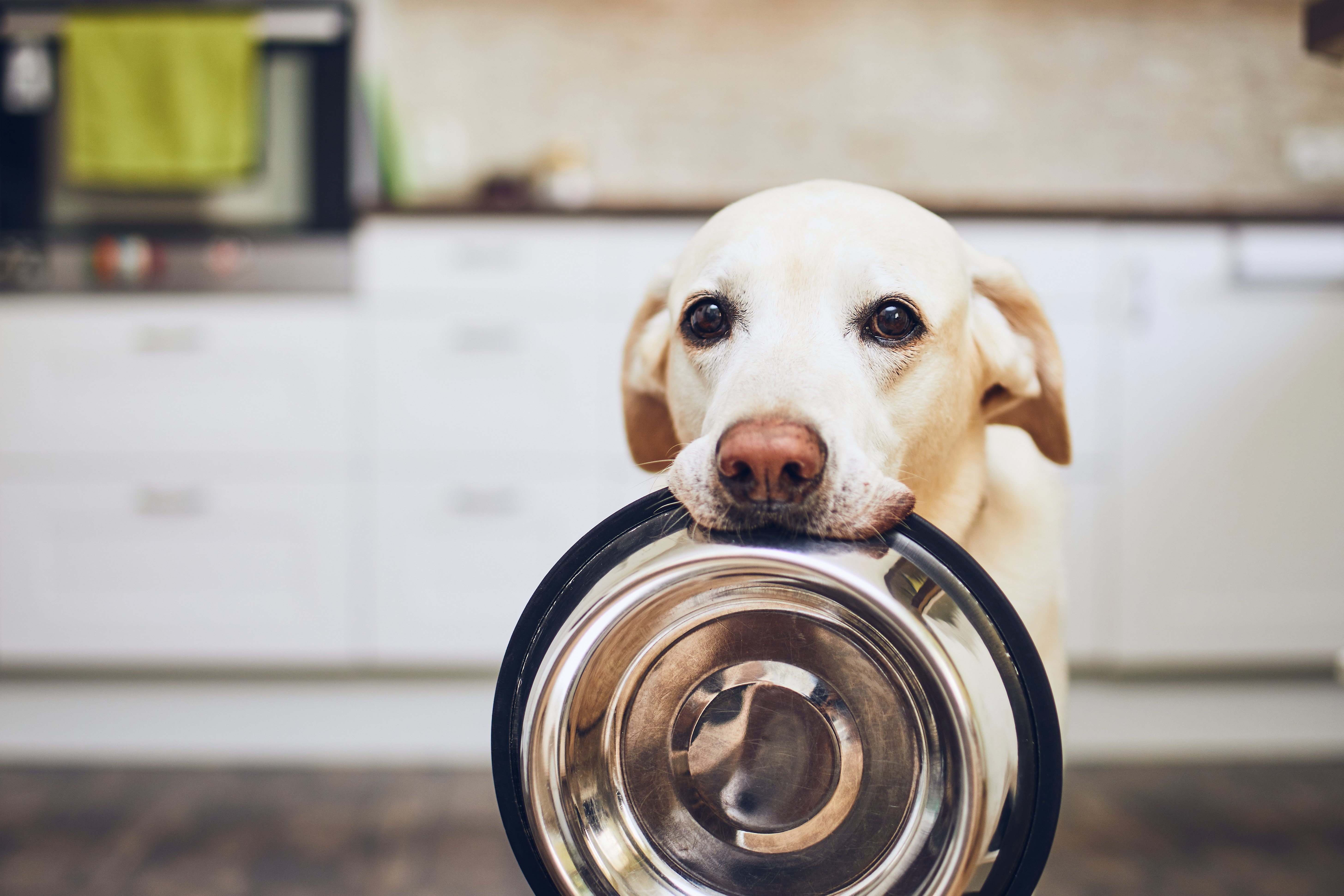 Gelber Labrador hält einen Futternapf