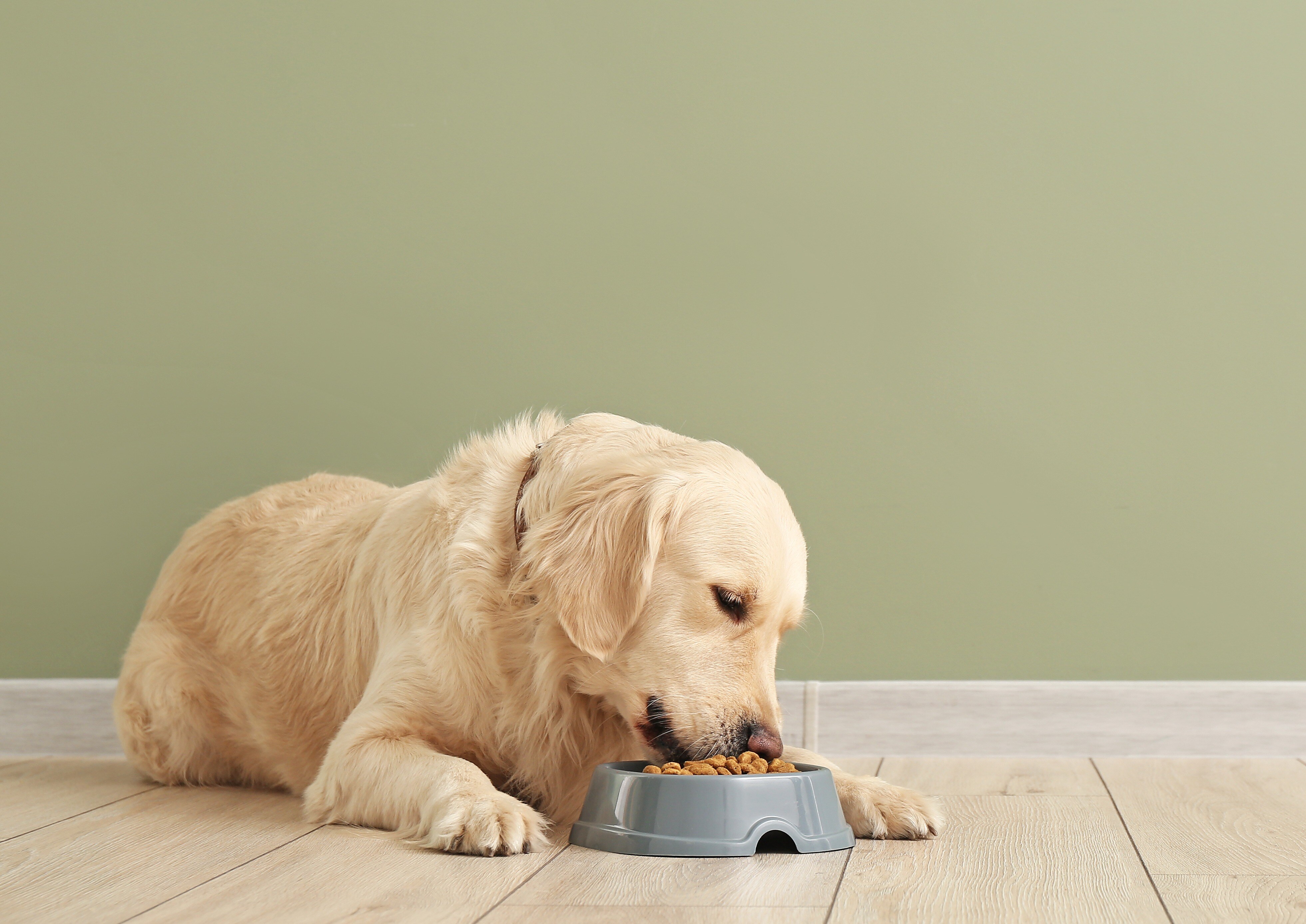 Hund, der spiser